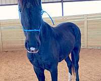 available-quarter-horse