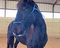 bargain-quarter-horse
