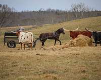 all-around-morgan-horse