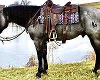 blueroan-quarter-horse