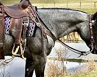 hancockbloodlines-quarter-horse