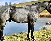 homozygousroan-quarter-horse
