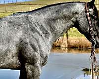 guaranteedcolor-quarter-horse