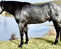 ranchhorse-quarter-horse