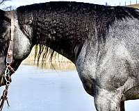 trailhorse-quarter-horse