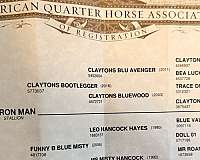 versatilestallion-quarter-horse