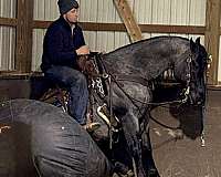 breedingprospect-quarter-horse