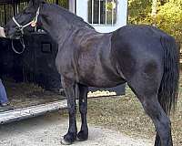 phaoa-draft-mare