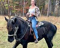 phaoa-draft-horse