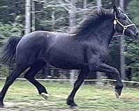 star-horse