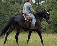 bred-to-draft-horse