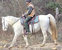 cremello-rmha-gelding