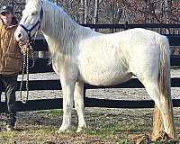 all-around-rocky-mountain-horse