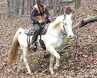 trail-rocky-mountain-horse