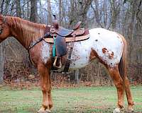 all-around-appaloosa-horse