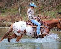 athletic-appaloosa-horse