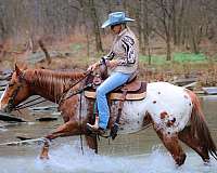 beginner-appaloosa-horse