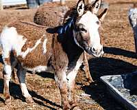 overo-miniature-paint-horses-for-sale