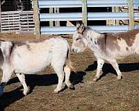 overo-miniature-paint-horse