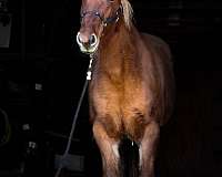 all-around-mustang-horse