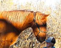 athletic-mustang-horse