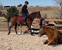flashy-mustang-horse