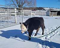 kid-safe-therapy-horse