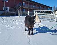 6-hand-miniature-horse