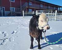 miniature-horse-for-sale