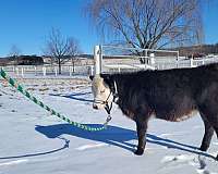 calf-miniature-horse