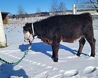 cow-miniature-horse
