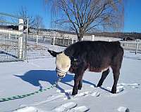 fun-to-have-miniature-horse