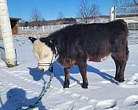 miniature-horse