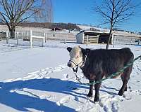 kid-safe-therapy-filly
