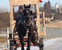 all-around-draft-horse