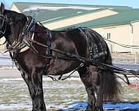 husband-safe-draft-horse
