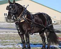 kid-safe-draft-horse