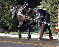 lesson-draft-horse
