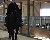 parade-draft-horse