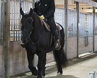 pleasure-driving-draft-horse