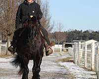 team-driving-draft-horse