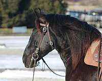 all-around-gelding