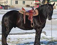kid-safe-gelding