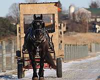trail-draft-horse