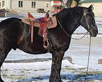 therapy-draft-horse