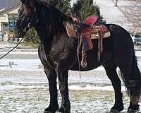 trail-riding-draft-horse