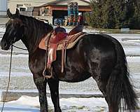 husband-safe-gelding