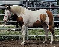 beginner-paint-pony