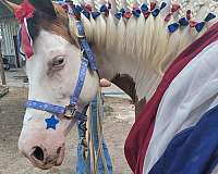 all-around-paint-pony