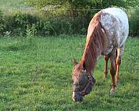 a-show-poa-horse